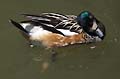 Guy Fanguy - Artist - Animals - Louisiana - Native Animals (32).jpg Size: 27436 - 8